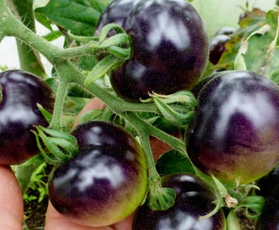 В Черкаській області ростуть лікувальні помідори