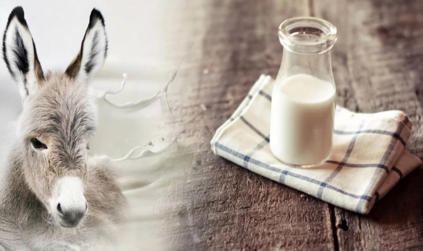 Ослине молоко Ослине молоко