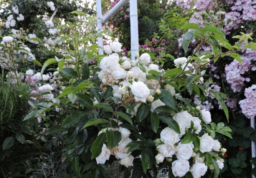 Івонна Рабиер Івонна Рабиер