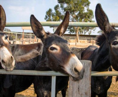 У Київській області молоко продають за 1000 грн. за 1 літр
