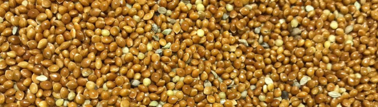 Україна стала світовим лідером з експорту проса