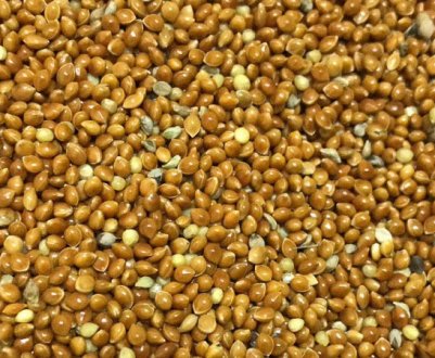 Україна стала світовим лідером з експорту проса