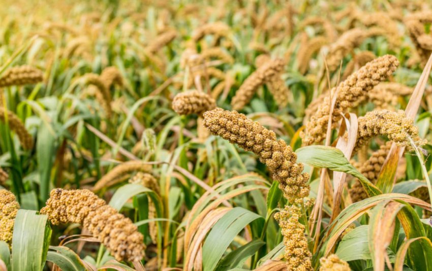 Вирощування проса Вирощування проса