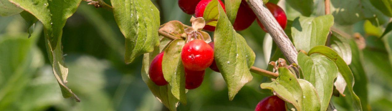 Українські пивовари популяризують напої з нестандартними смаками