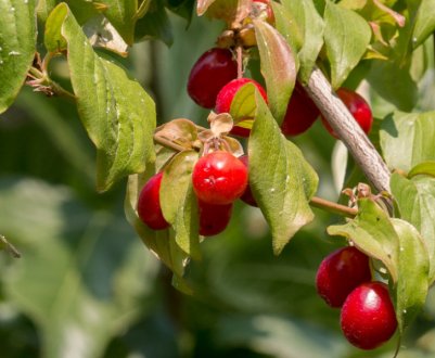 Українські пивовари популяризують напої з нестандартними смаками