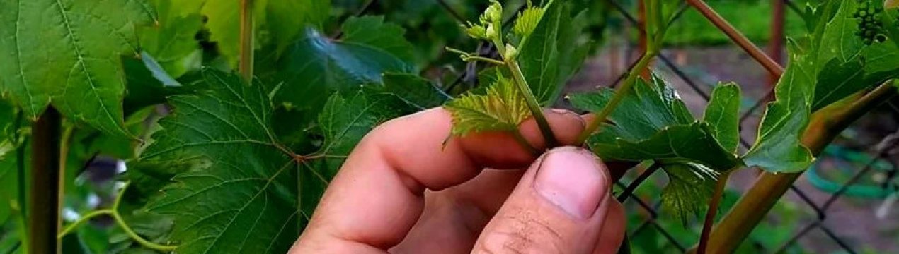 Холостые побеги на винограде. Видаляти або ні?