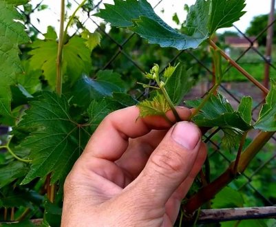 Холостые побеги на винограде. Видаляти або ні?