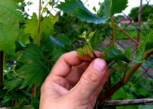 Холостые побеги на винограде. Видаляти або ні?