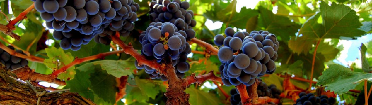 Перевантаження виноградної лози. Чим загрожує і що робити?