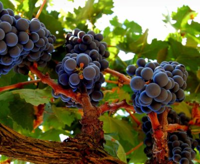 Перевантаження виноградної лози. Чим загрожує і що робити?