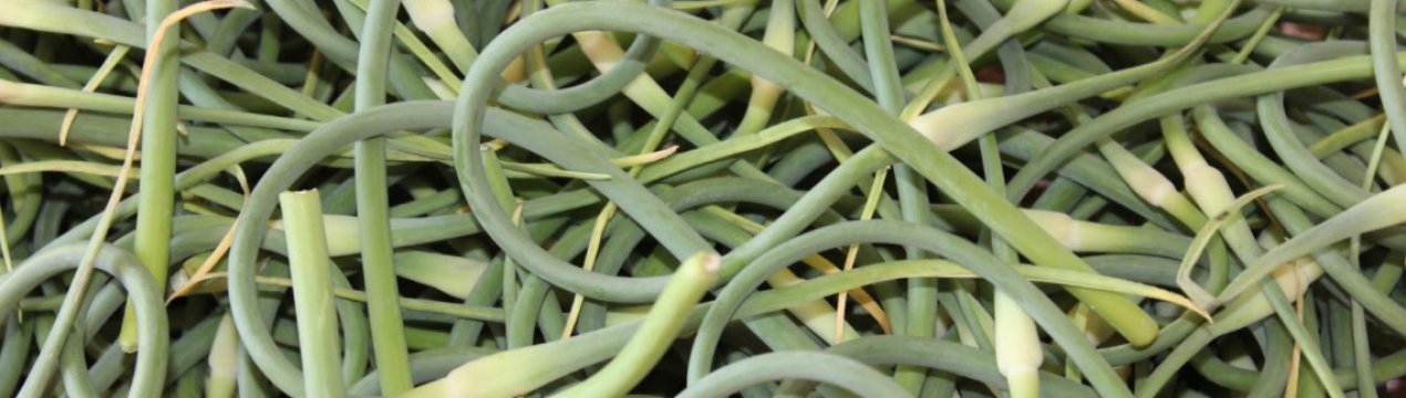 Чесночні стрічки: коли обрізати і що потім з ними робити