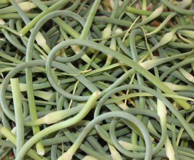 Чесночні стрічки: коли обрізати і що потім з ними робити