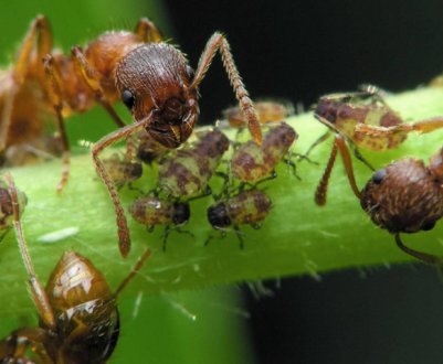 Мурахи на довгий час залишать ділянку. Прохання шкідникам "на вихід"!
