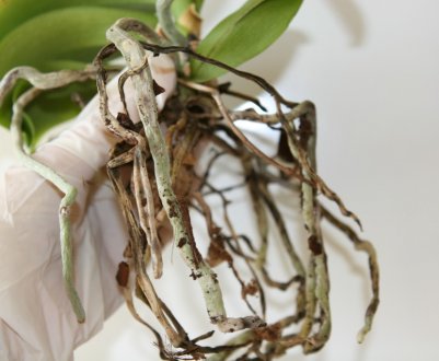 У орхідеї згнили коріння: як реанімувати рослина?