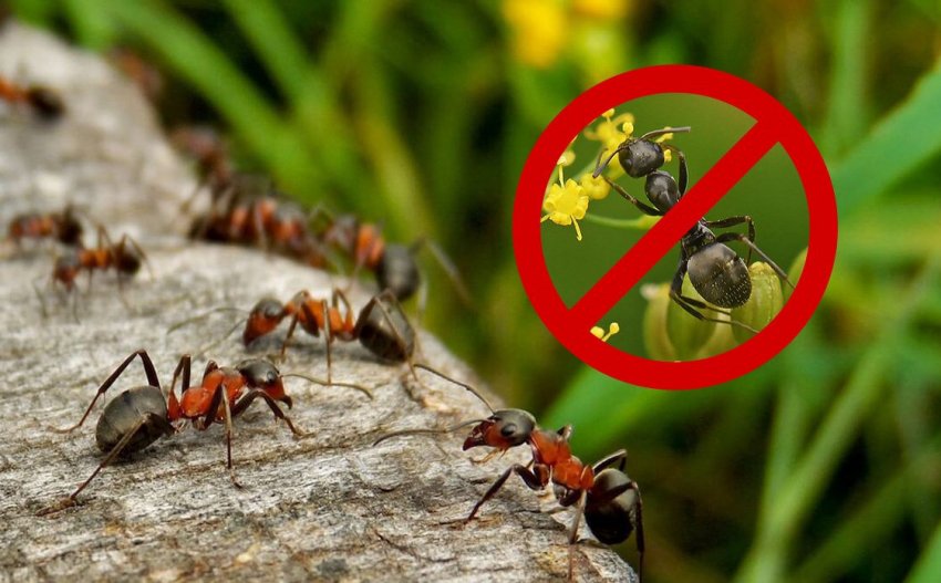 Позбавлення від мурахів на дачі