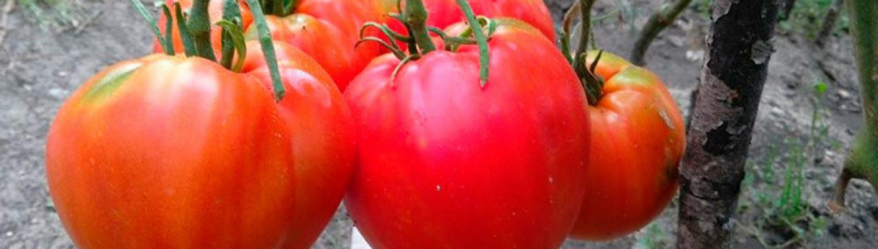 В Азербайджані виріс томат-гігант