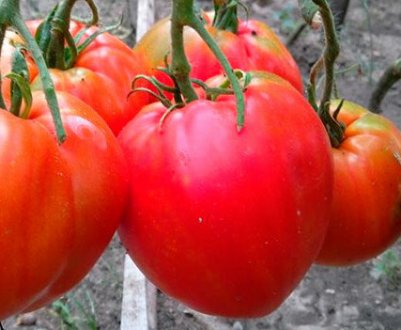 В Азербайджані виріс томат-гігант