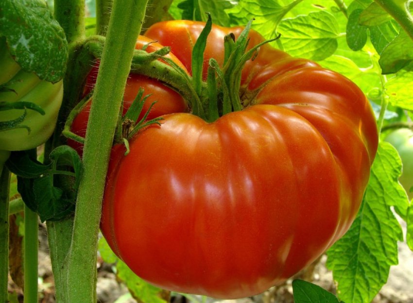Помідор-гігант Помідор-гігант