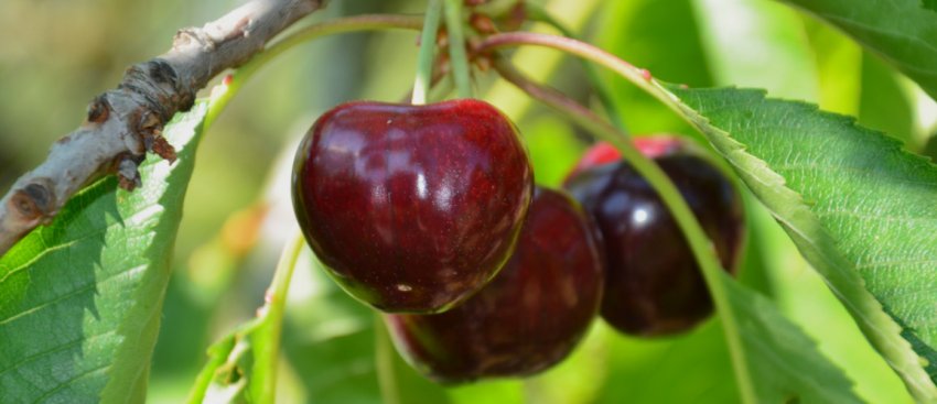 Дефіцит черешні в Україні