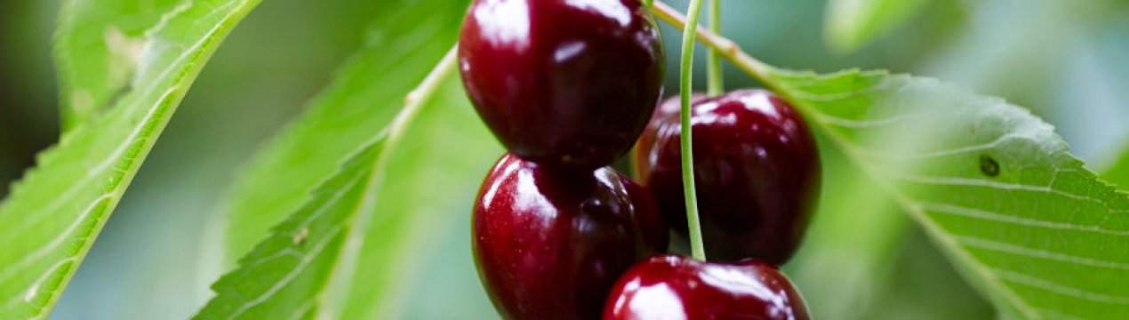 Предложення української вишні на ринках досягло рекордного мінімуму