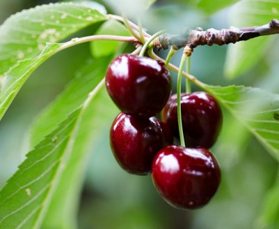 Предложення української вишні на ринках досягло рекордного мінімуму