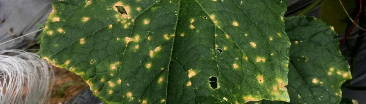 Про що говорять плями на листях огірків