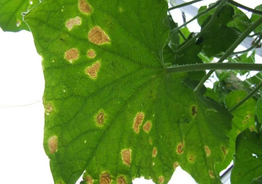 Жовті плями на листках огірків