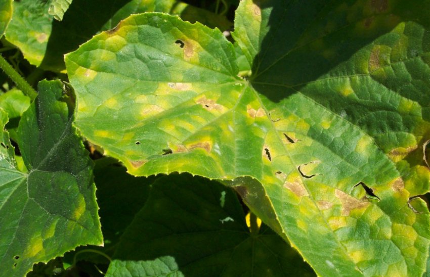 Плями на листях огірків