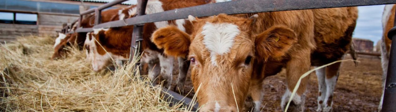 У Чернігівській області запустили проект з створення сімейних ферм
