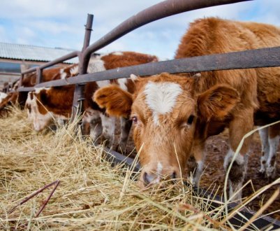 У Чернігівській області запустили проект з створення сімейних ферм