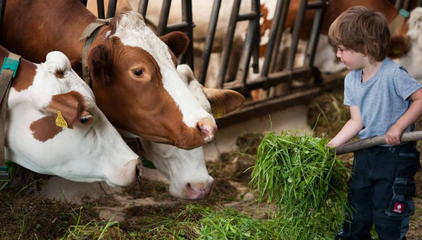 Сімейна ферма