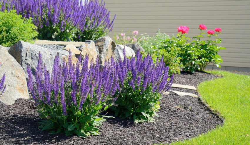 Лаванда від комарів Лаванда від комарів