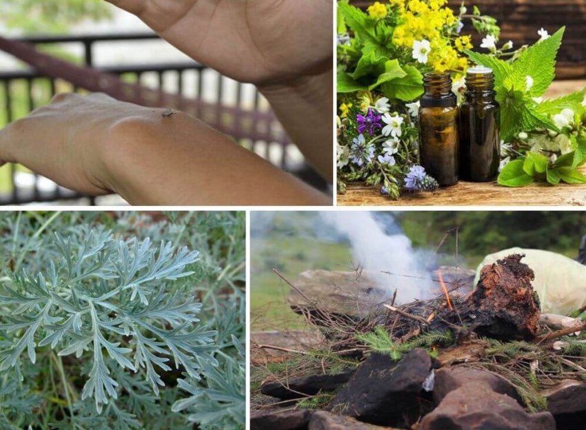 Полин від комарів Полин від комарів