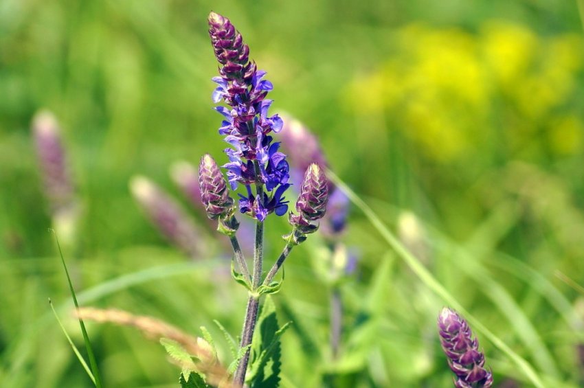 Шавлія лікарська Шавлія лікарська