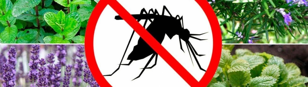 Ці 5 рослин відлякують комарів з вашої ділянки