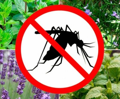 Ці 5 рослин відлякують комарів з вашої ділянки