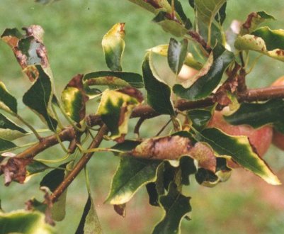 Ще тільки літо, а листя з плодових дерев вже опадає зараз. Чому?