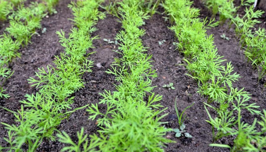 Вирощування зелені влітку Вирощування зелені влітку