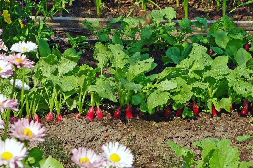 Вирощування овочів влітку Вирощування овочів влітку