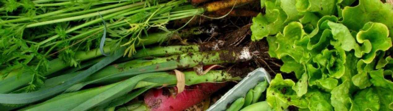 Що сіють у середині літа? Плануємо посадки на липень