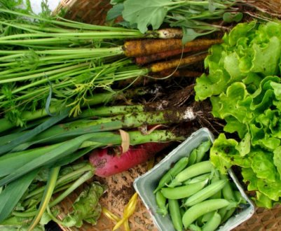 Що сіють у середині літа? Плануємо посадки на липень