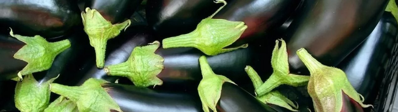 Ламаються від врожаю: 4 добрива для баклажанів, які не можна пропустити