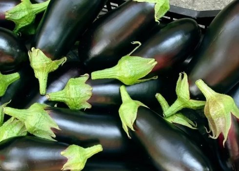 Ломятся от урожая: 4 подкормки для баклажанов, которые нельзя пропустить