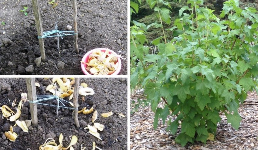 Підживлення смородини картопляними очищеннями Підживлення смородини картопляними очищеннями