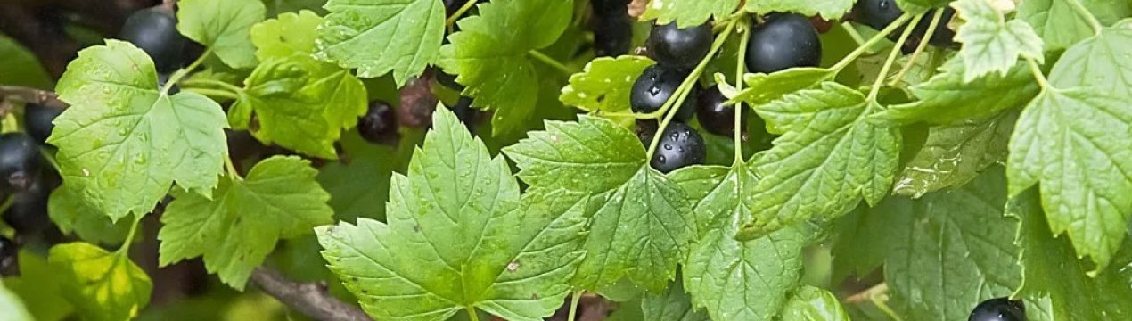 Смородина скаже вам спасибі! Підгодівля картопельними очищеними