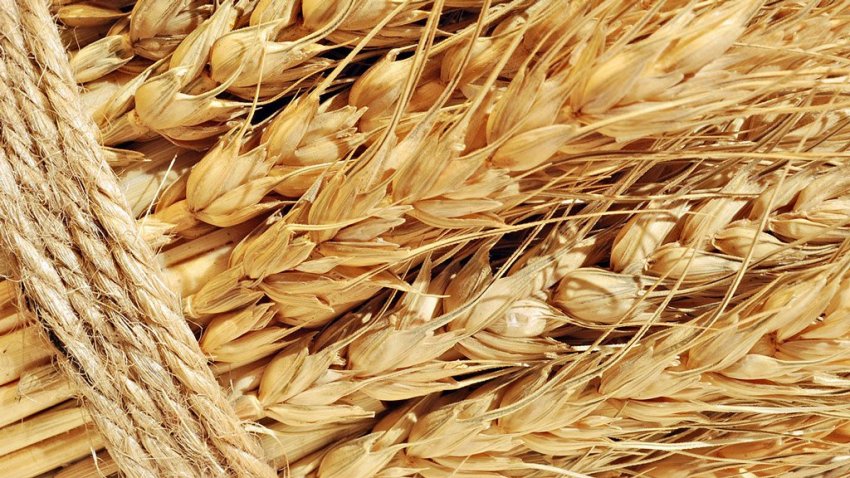 Експорт ржі Експорт ржі