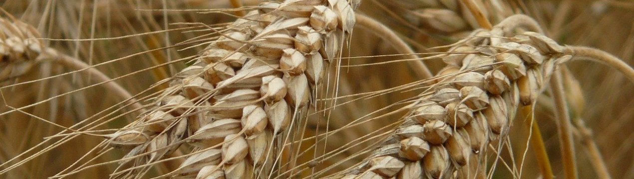 Експорт українського хліба збільшився практично у 2 рази