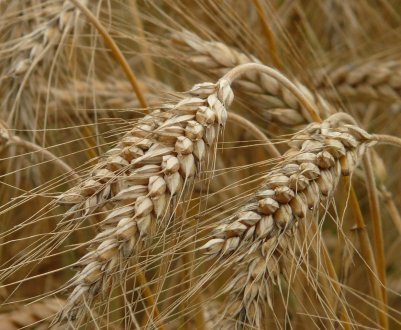 Експорт українського хліба збільшився практично у 2 рази