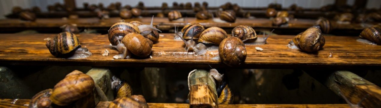 Україна збільшила експорт равликів