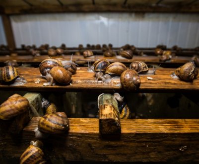 Україна збільшила експорт равликів